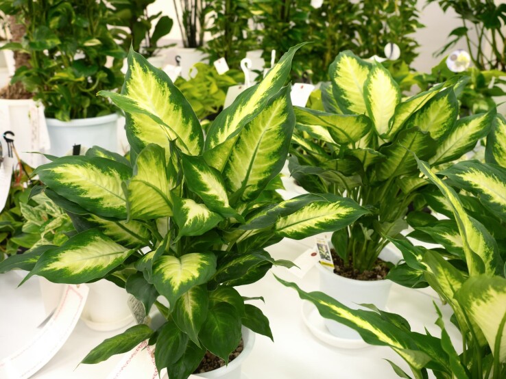 Dieffenbachia