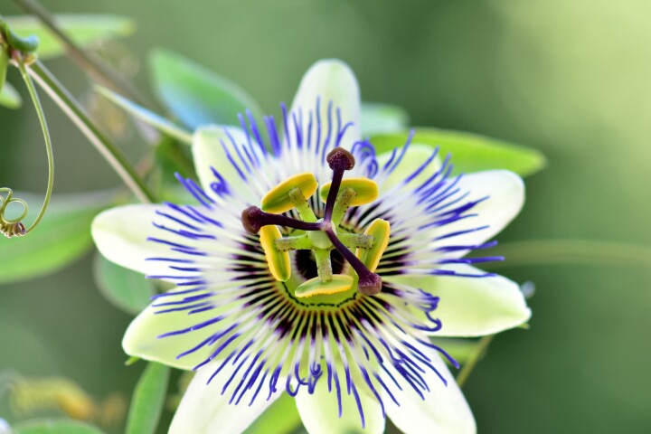 Passionsblume