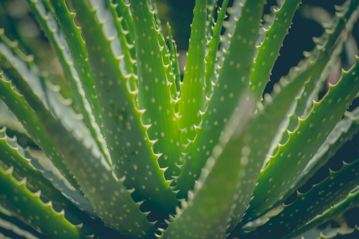 aloevera