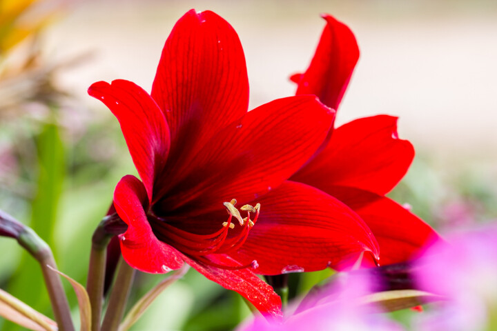 amaryllis