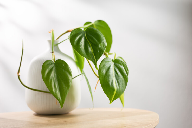 Philodendron