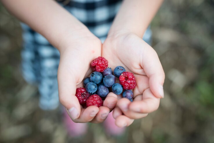 Beeren pflanzen im Garten