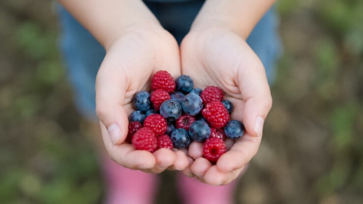 beeren garten