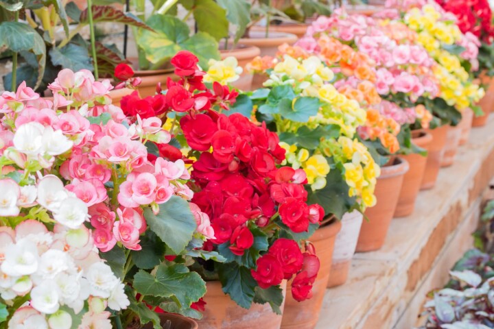 begonia tuberhybrida