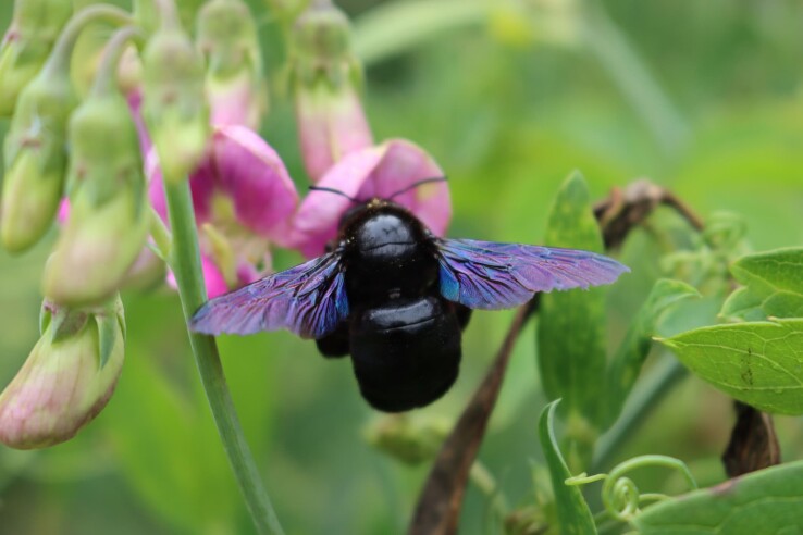 Abeille des bois bleu-noir