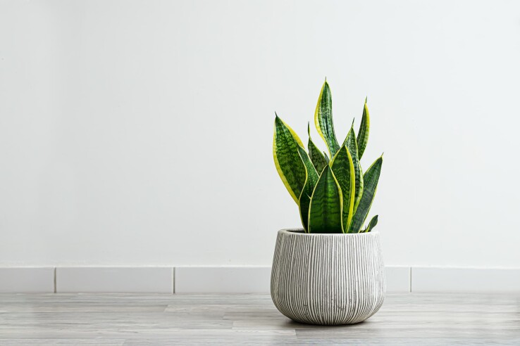 Sansevieria