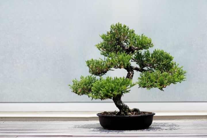 bonsai