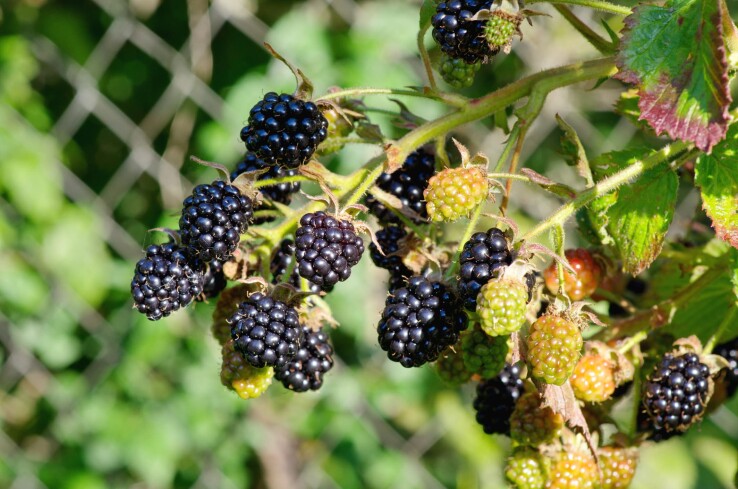 Brombeeren im Garten