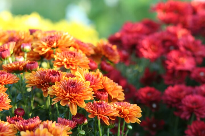 chrysanthemen