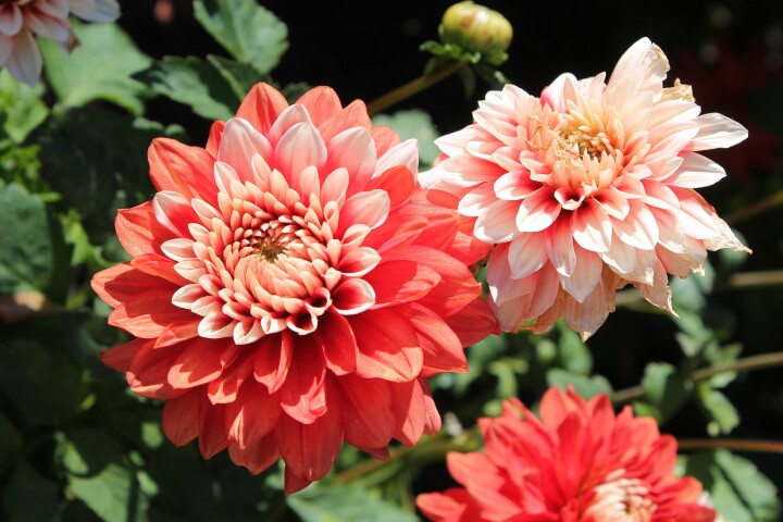 dahlien