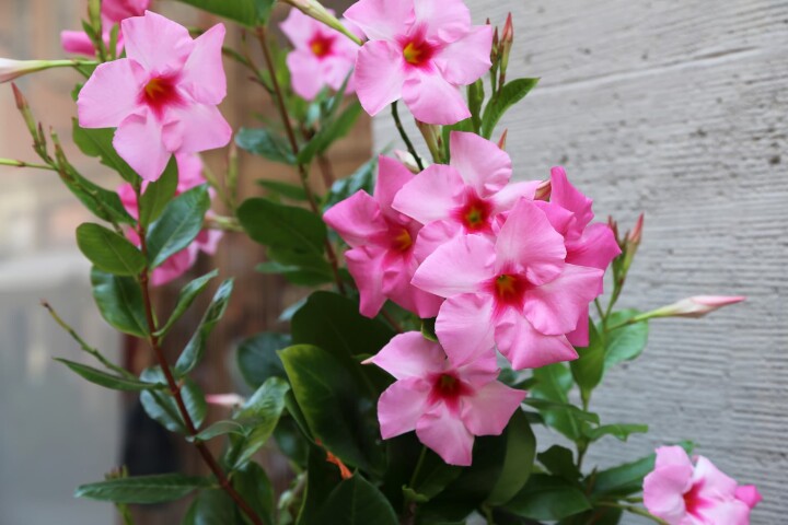 dipladenia