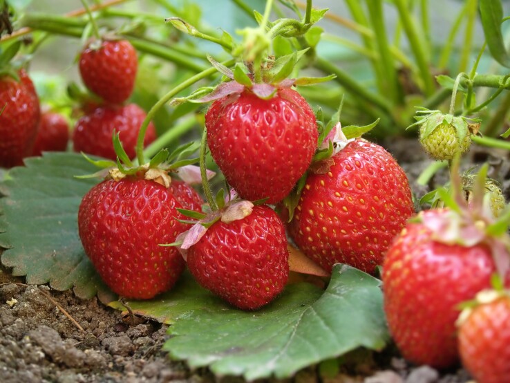 Erdbeeren im Garten