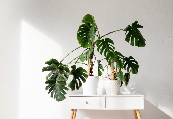 Monstera