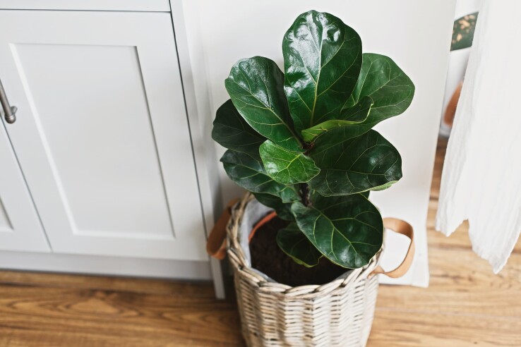 Figuier (Ficus)