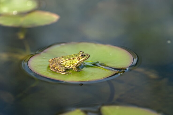 Une grenouille dans un biotope