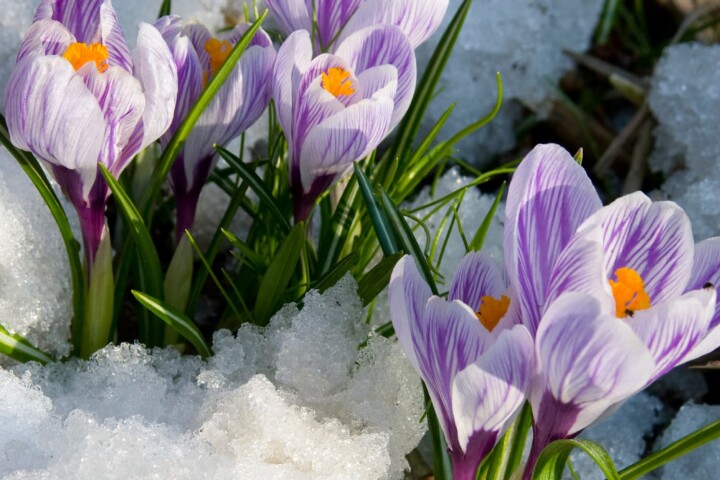 Fleurs précoces : crocus