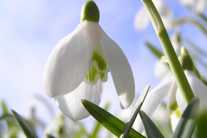 Fleurs précoces : perce-neiges