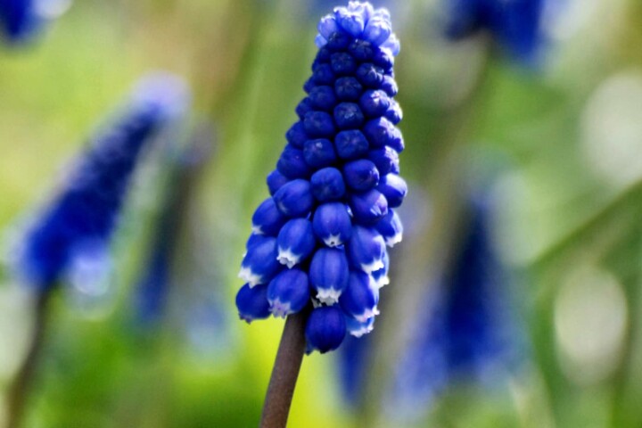 Fleurs précoces : Hyacinthes muscari