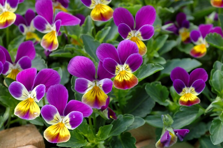 Les pensées font partie des plantes à floraison précoce