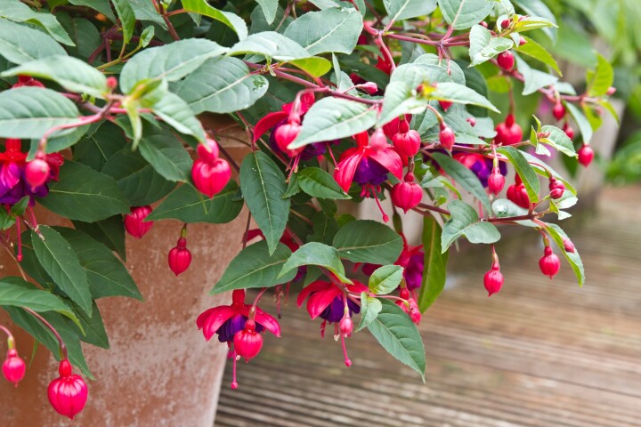 fuchsien