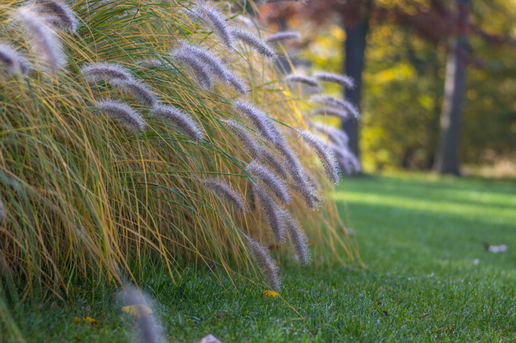 Le jardin automnal : graminées