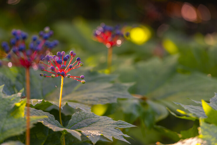 Le jardin automnal : baies bleues et noires du diphylleia cymosa