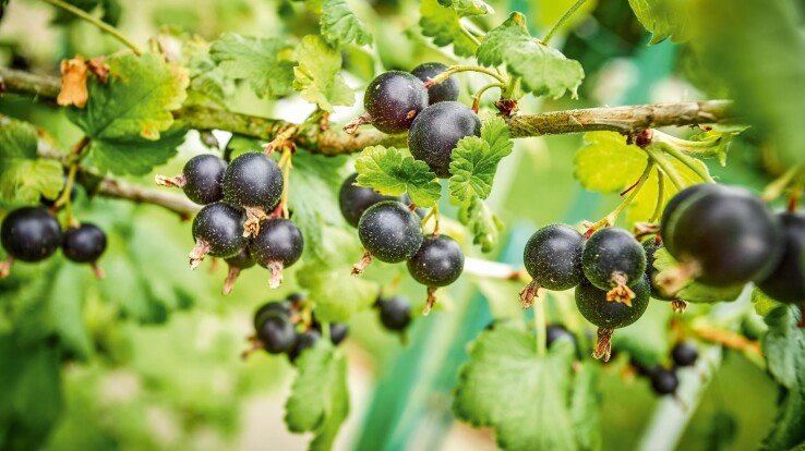 Gartenarbeiten August. Johannisbeeren