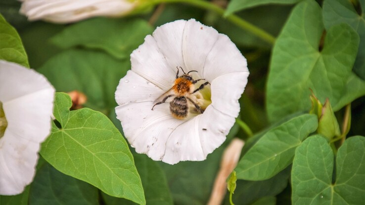 Gartenarbeit August: Acker- und Zaunwinde