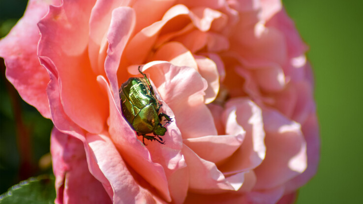 Hanneton des roses