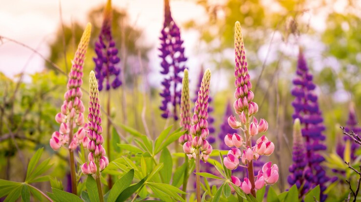 Lupinen