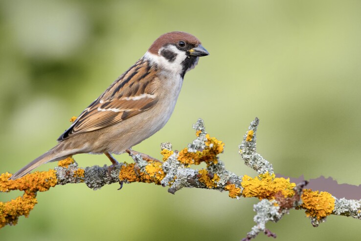 Vogel in einem Beerenstrauch