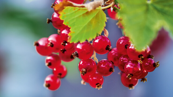 Gartenarbeiten September 2026: Johanisbeeren