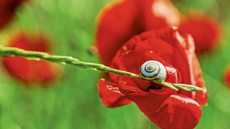 Gartenarbeiten September 2026: Mohn