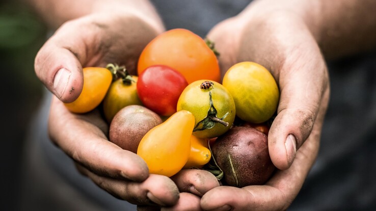 Tomaten