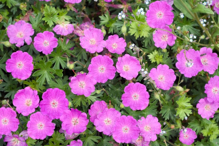 geranium sanguineum