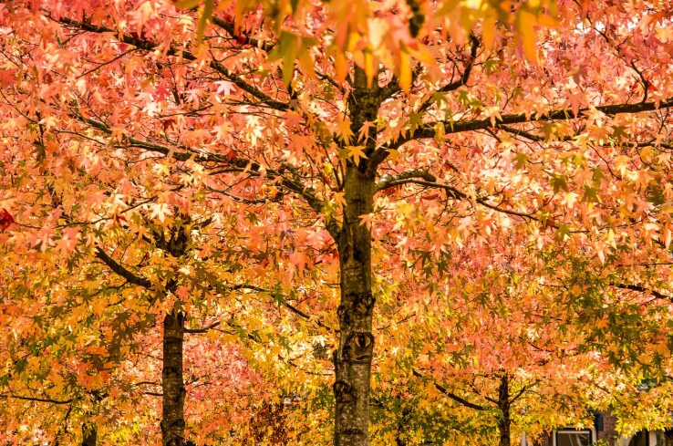 Le liquidambar aux feuilles colorées en automne