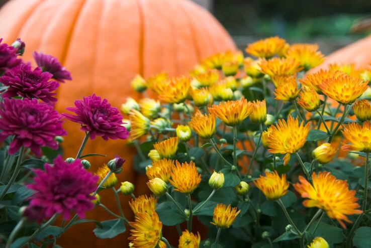 Plantation automnale avec des chrysanthèmes