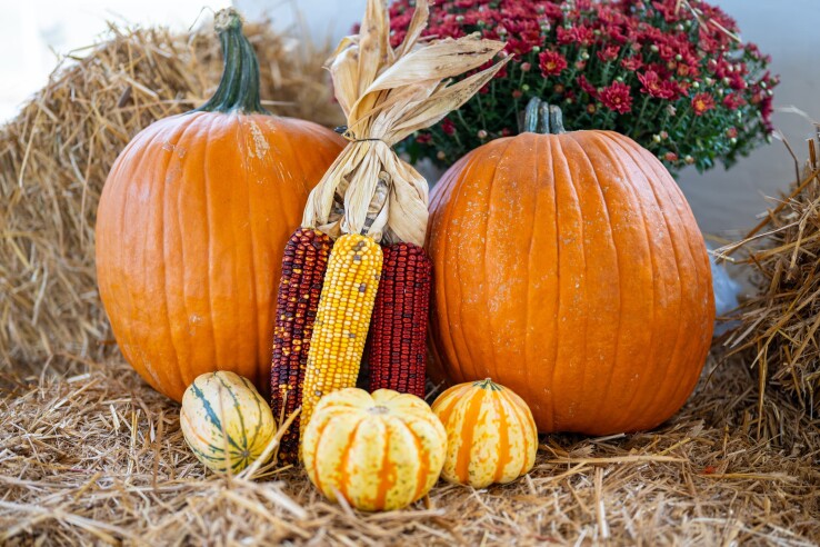 Citrouilles et épis de maïs comme décoration automnale dans le jardin