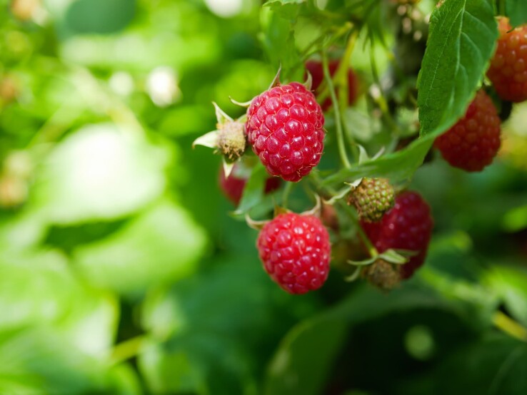 Planter des framboisiers au jardin