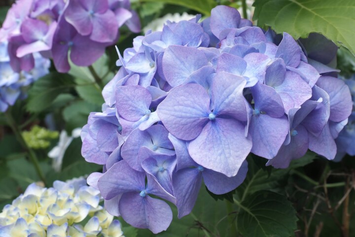 hortensie