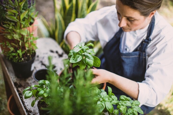 Une femme rempote des herbes aromatiques dans des jardinières.