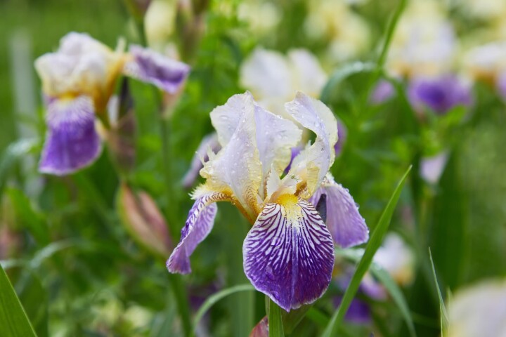 iris