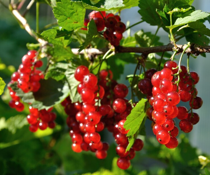 Planter des groseilliers au jardin