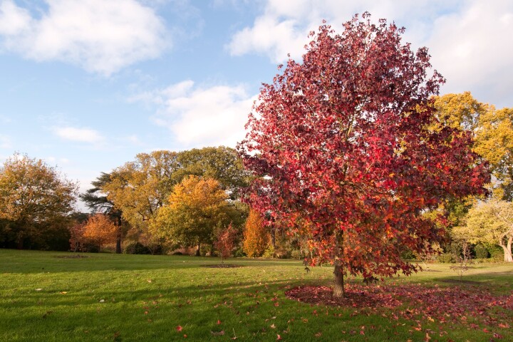 Copalme d’Amérique (Liquidambar styraciflua)