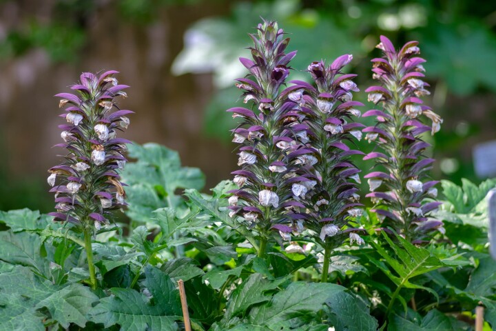 Herbe aux ours des Balkans (Acanthus hungaricus)