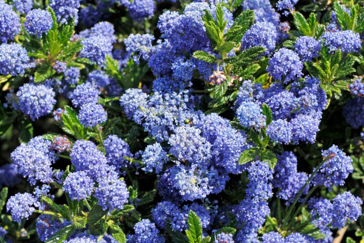 Céanothe bleu (Ceanothus x delilianus)
