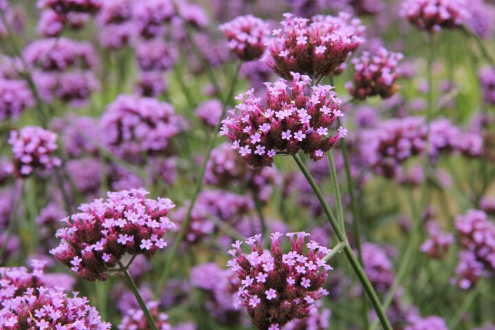 Verveine (Verbena bonariensis)