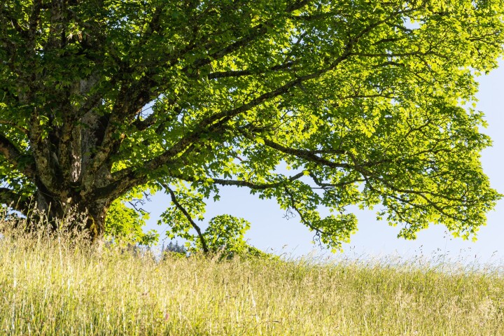 Érable champêtre (Acer campestre)