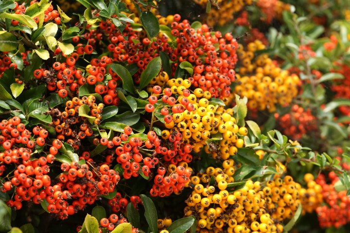 Buisson de feu (Pyracantha coccinea)