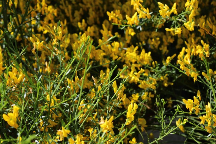 Genêt (Genista lydia)